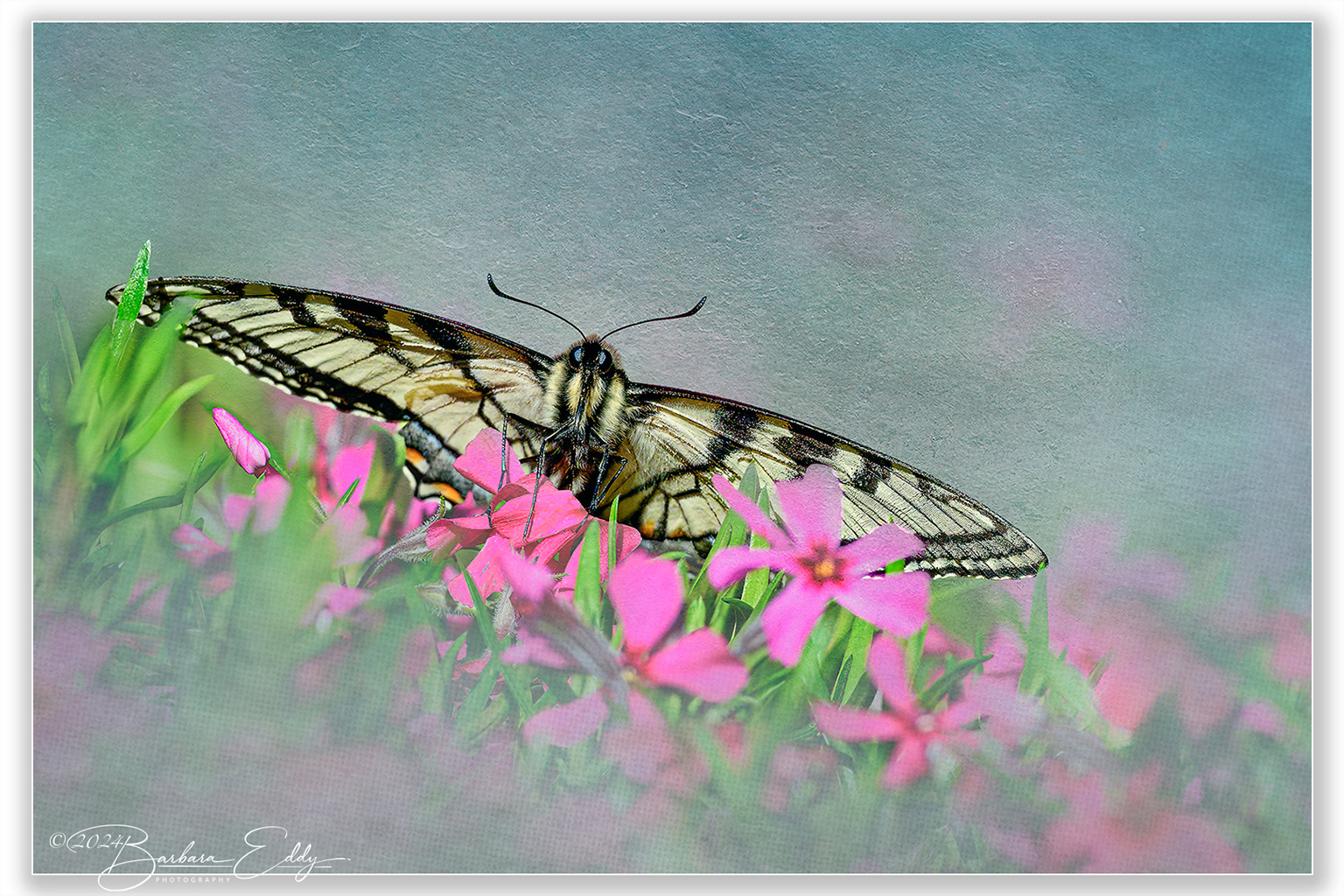 Swallowtail Butterfly - Tennessee by Barbara Eddy