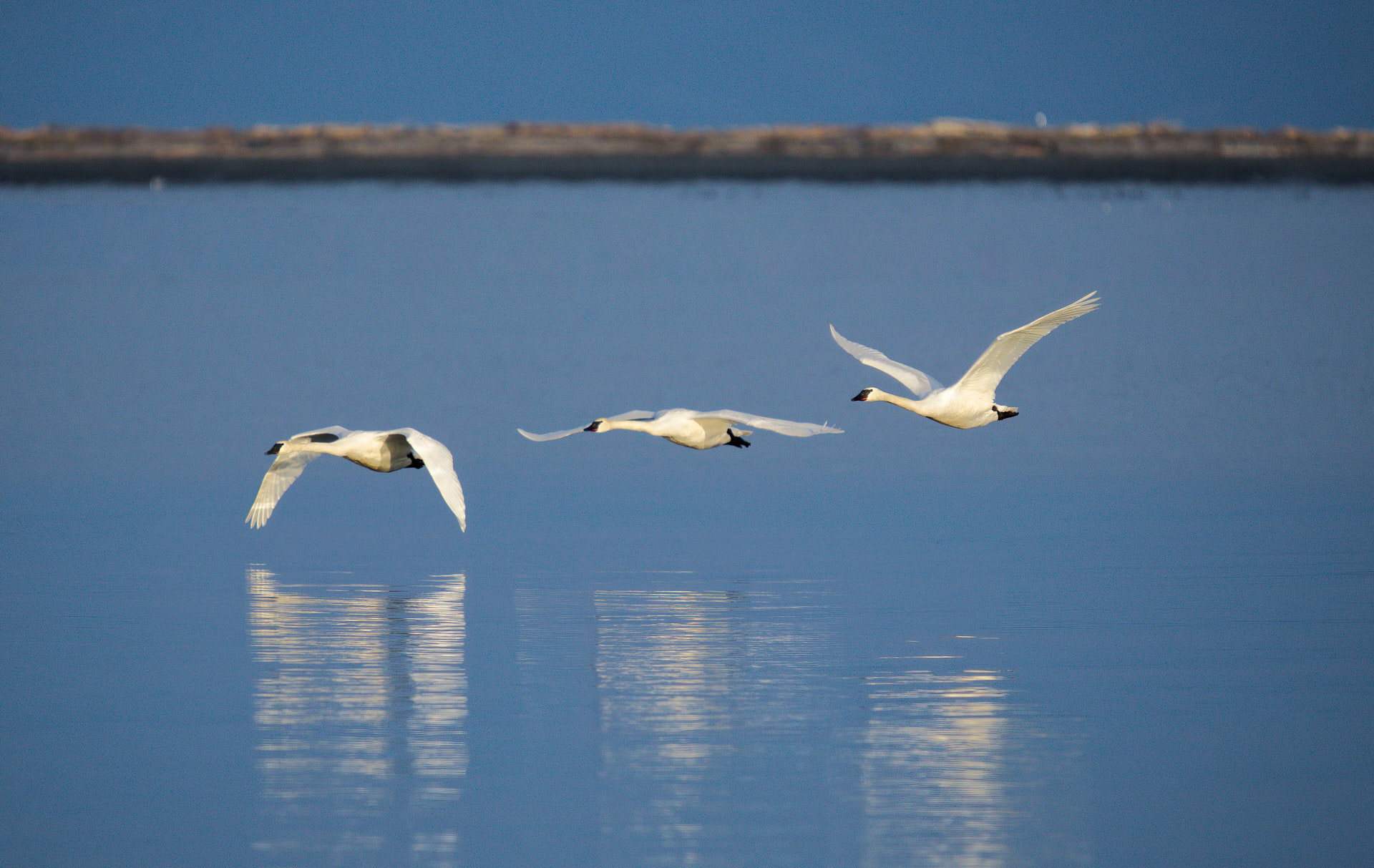 Trumpeter Swans In Harmony  by Dan McKenna