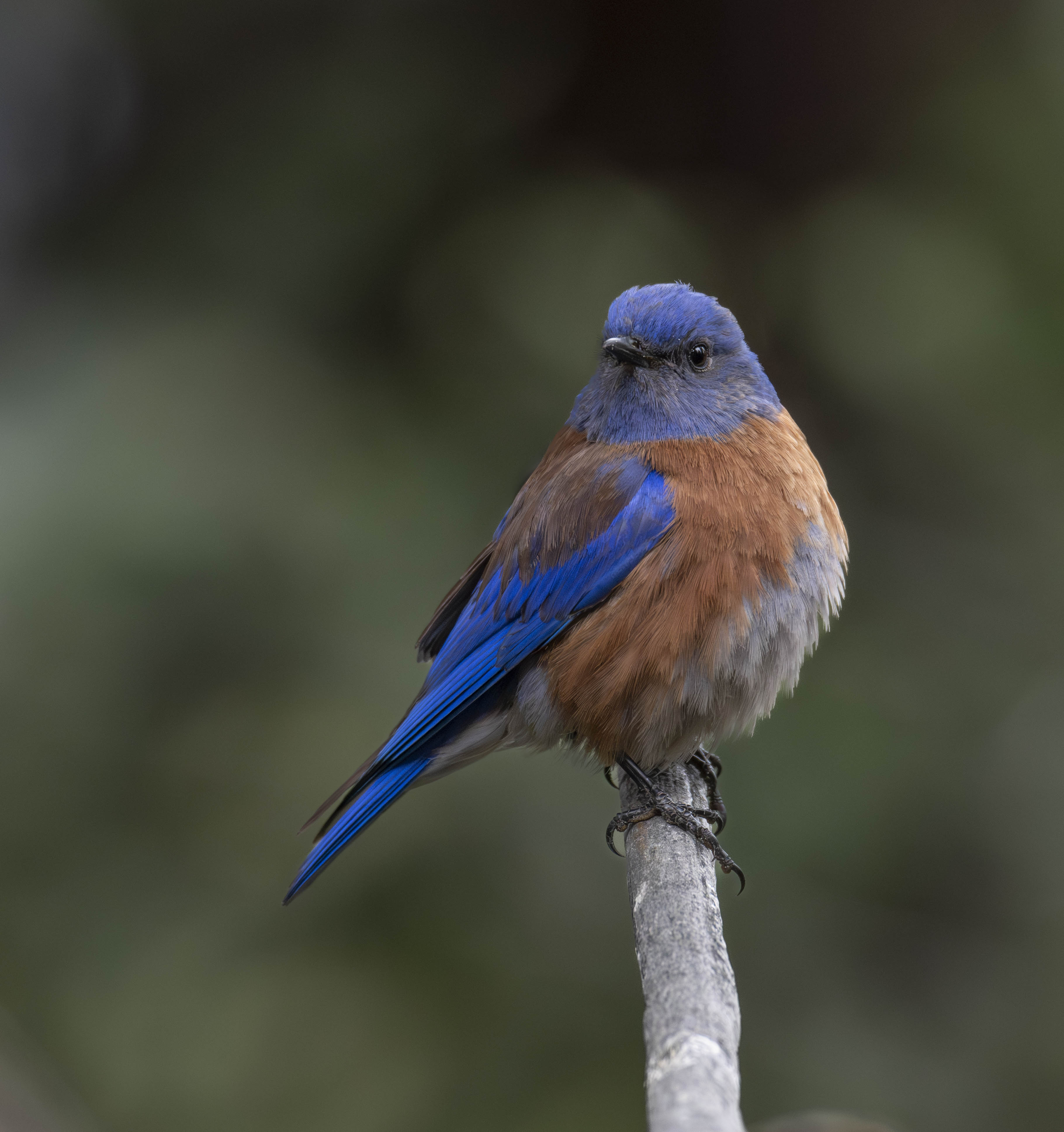 Western Bluebird by Dave Ficke