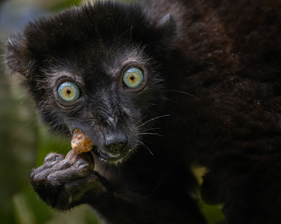 Old Blue Eyes by Deborah Albert