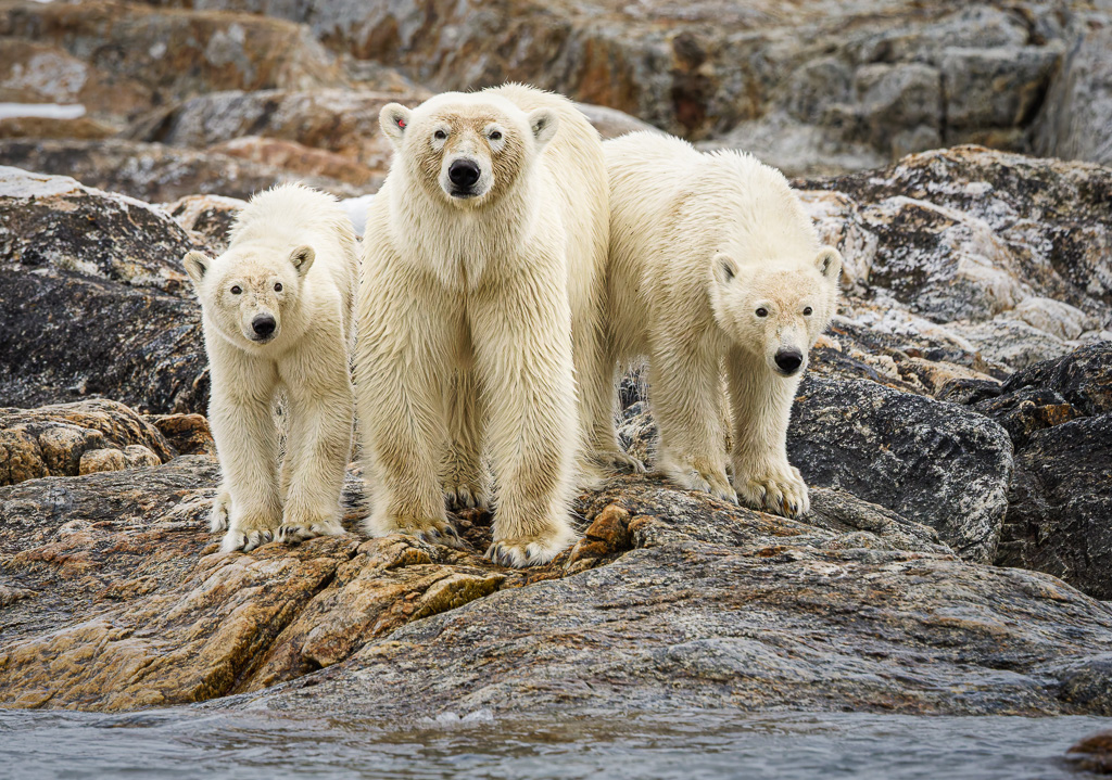 Desperate Search by Deborah Albert