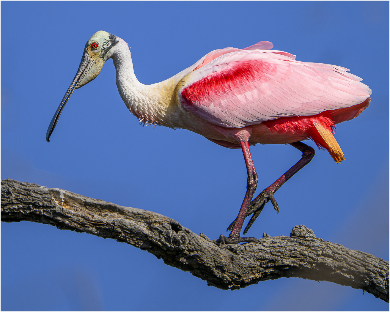 Roseate Spoonbill on a Branch