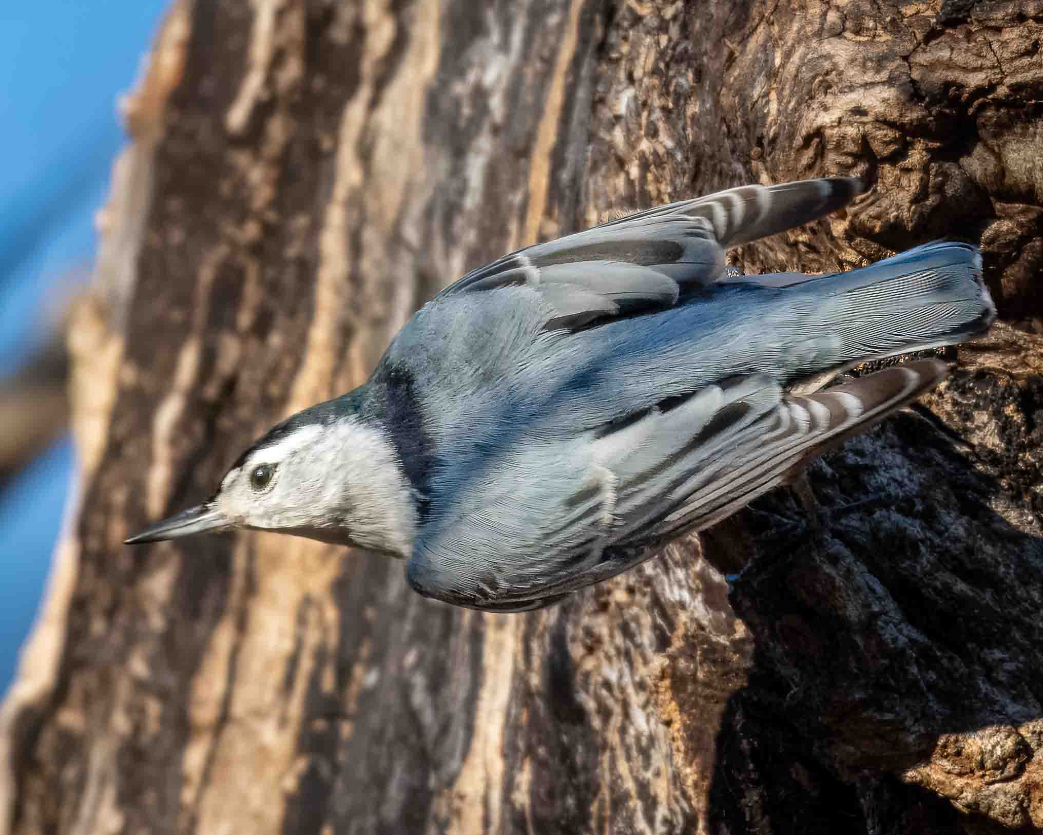 Blue Jay Ready to Take Off by Howard Frank