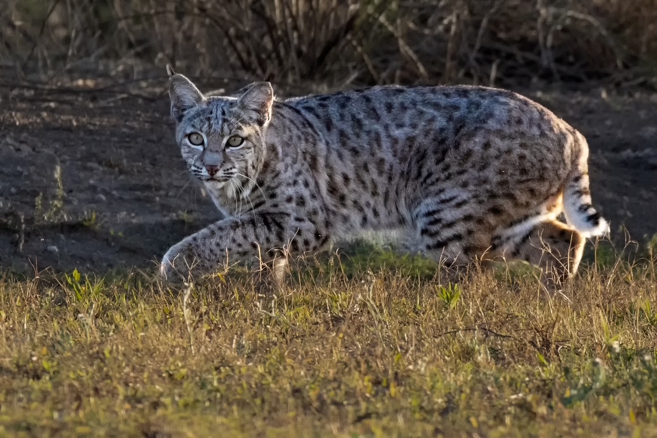 : Bobcat Stalking by Stephanie McAndrews