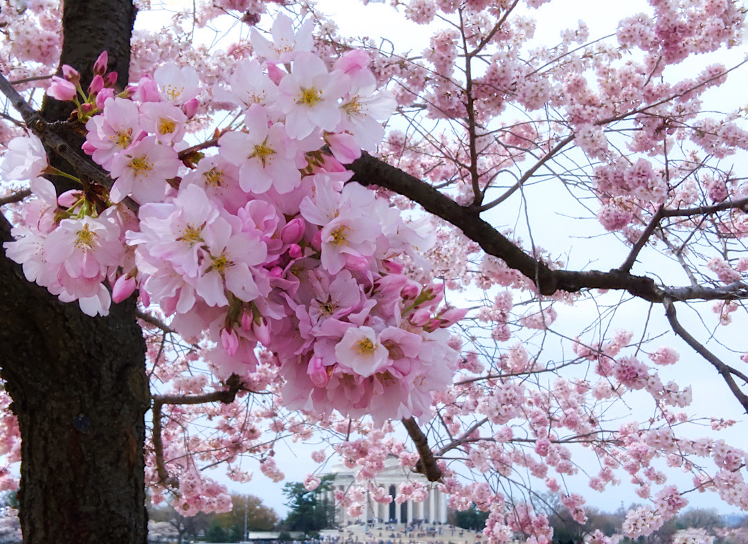 Blossoms on the Tidal Basin  by Andrea McLaughlin