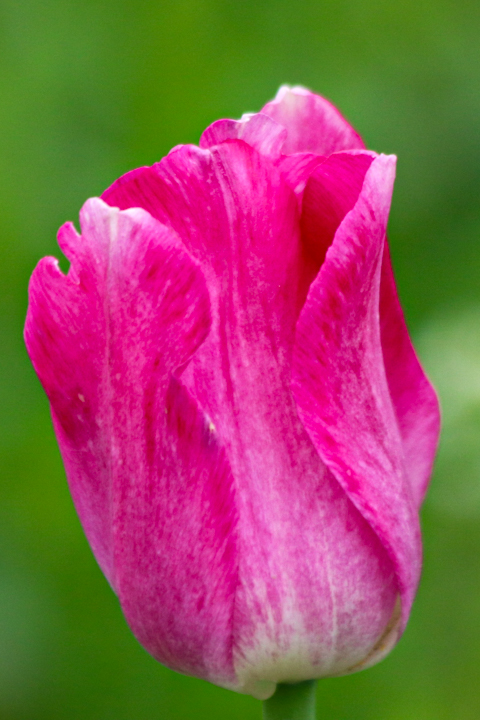 Tulip by Ginny Salus