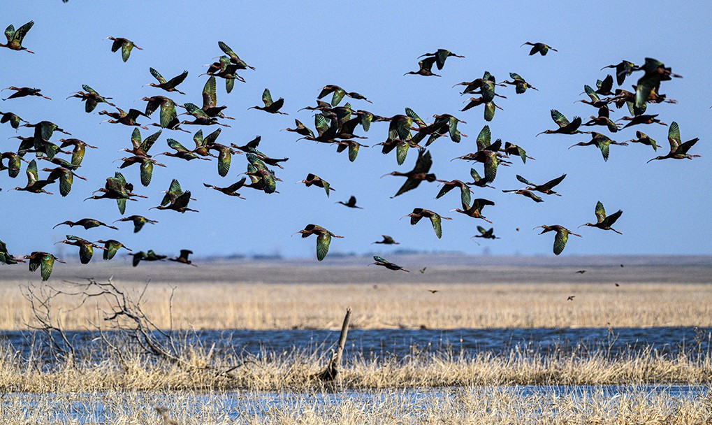 Take Off - Flock of White Faced Ibis by David Heemsbergen