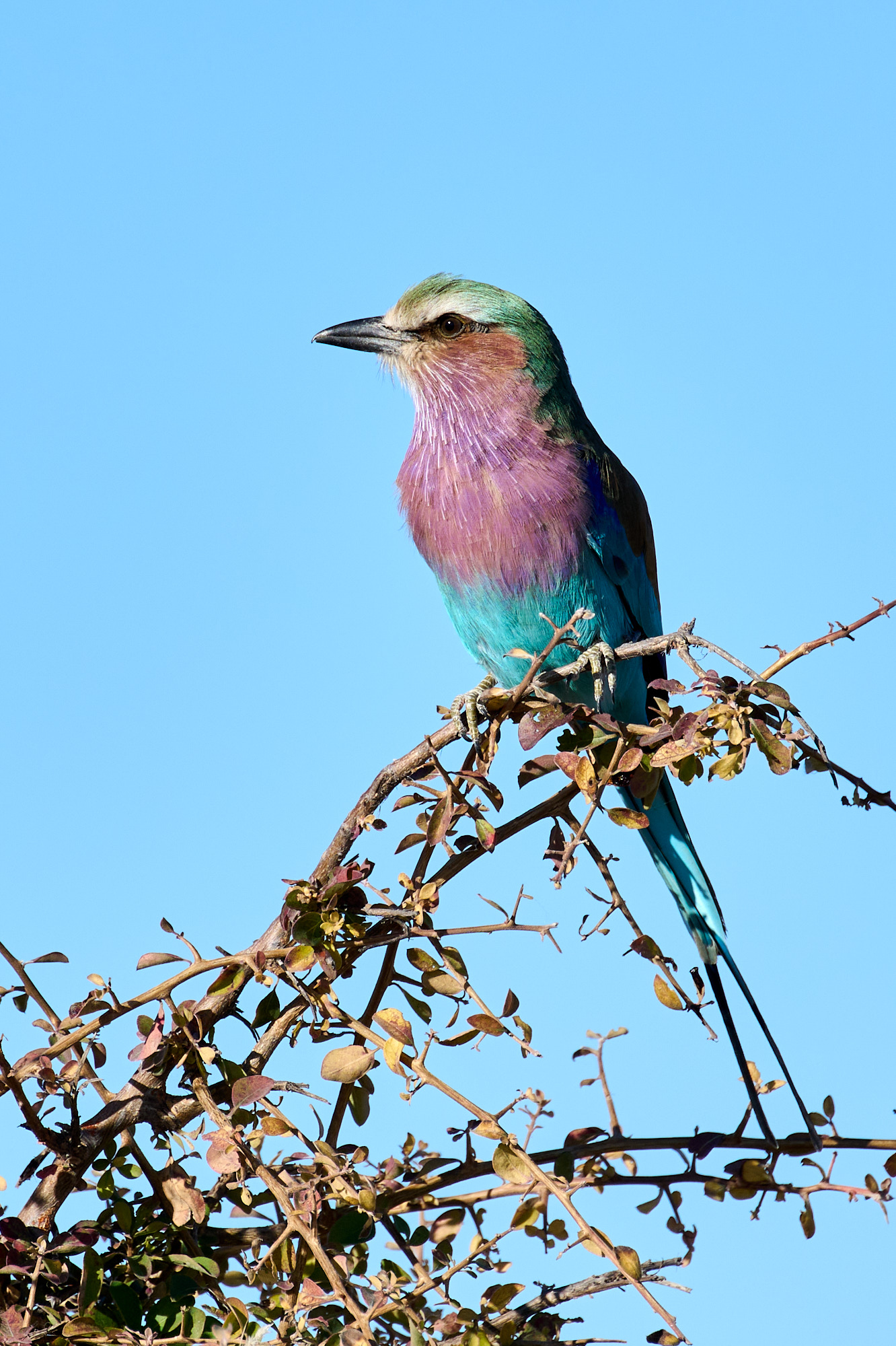 Lilac Breasted Roller by Cindy Marple