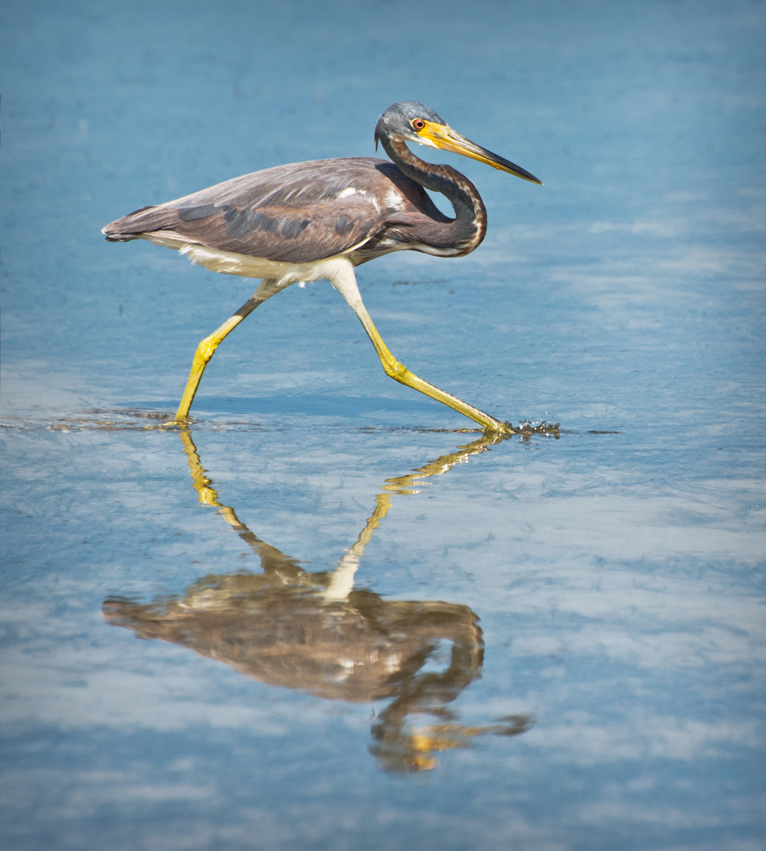 Morning Stroll by Jerry Biddlecom