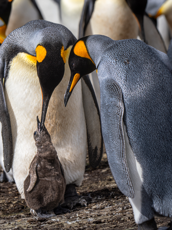 King Penguin Family by Adrian Binney