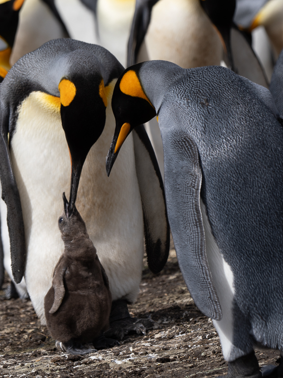 April 2026 - Adrian Binney, EPSA, LRPS