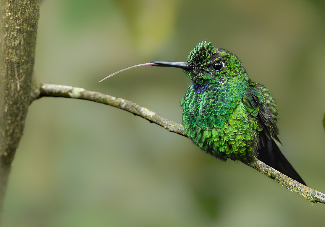 Green Crowned Brilliant by Adrian Binney