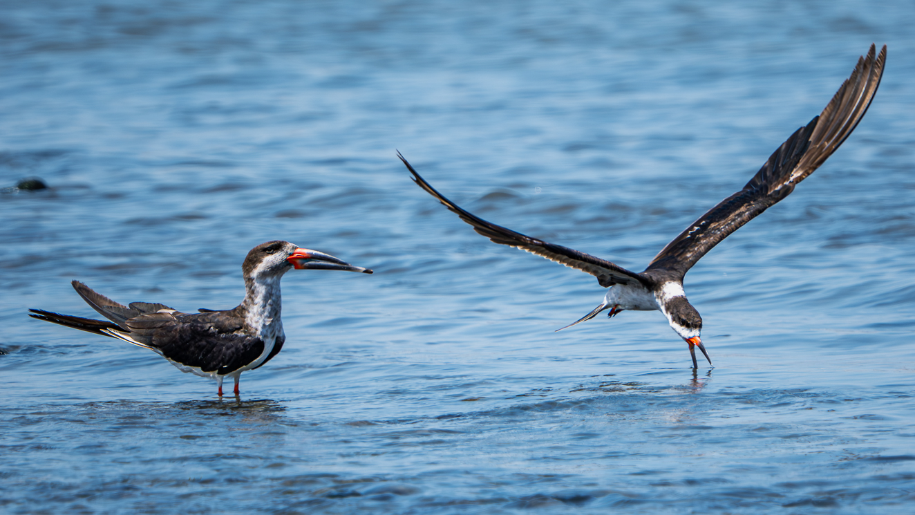Two Black Skimmers In Peru