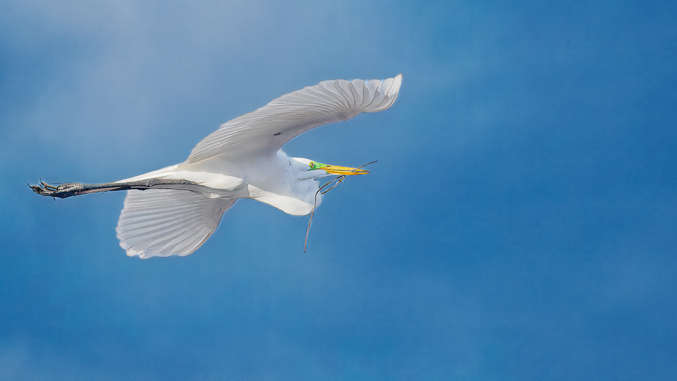 Great White Egret With Bedding by Adrian Binney