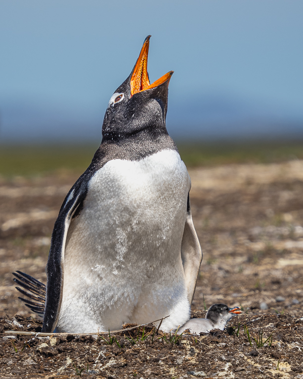 Gentoo Penguin And Chic