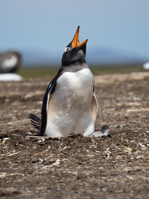 November 2025 - Adrian Binney, EPSA, LRPS