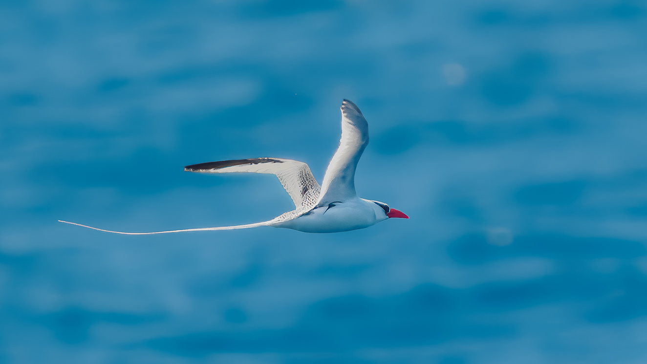 Red-Billed Tropicbird by Adrian Binney