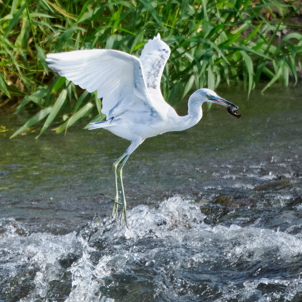 Egret With Fish Dominica