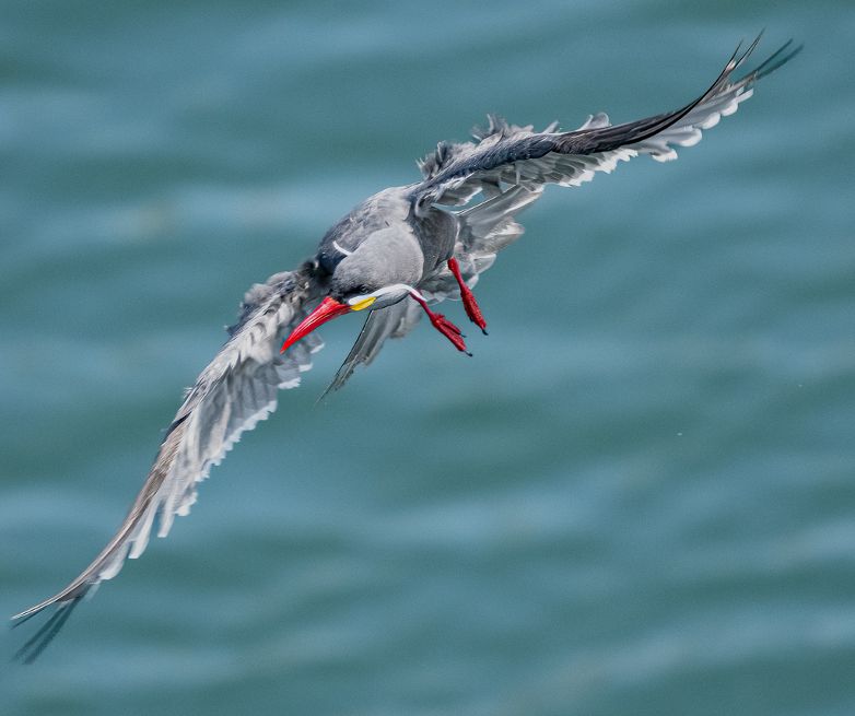 Inca Tern From Chile by Adrian Binney, PPSA, LRPS