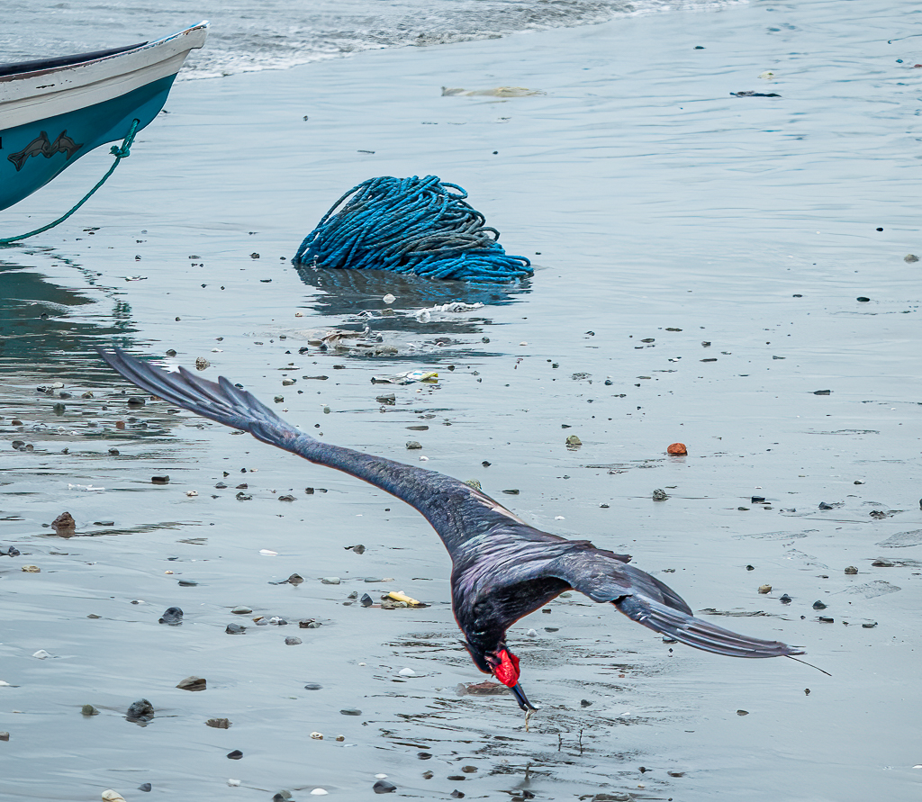 Acrobatic Male Frigate Bird by Adrian Binney