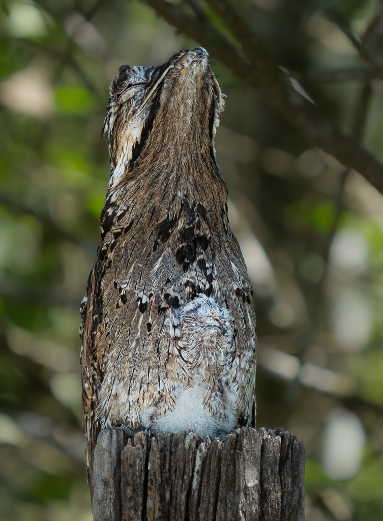 Common Potoo by Adrian Binney