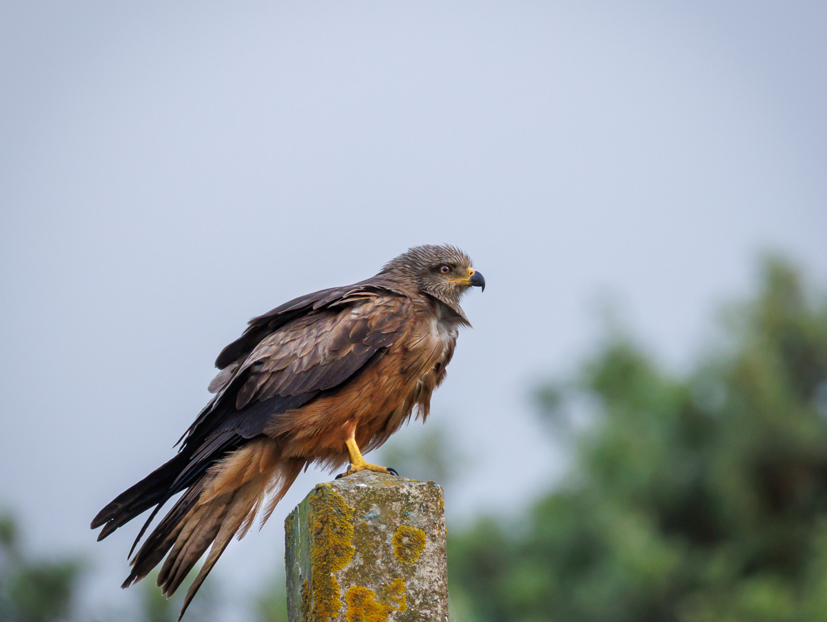 Black Kite
