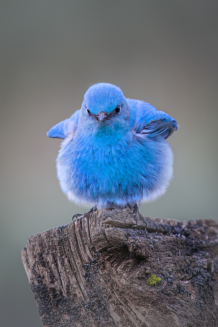 Bluebird With Attitude by Bruce Benson