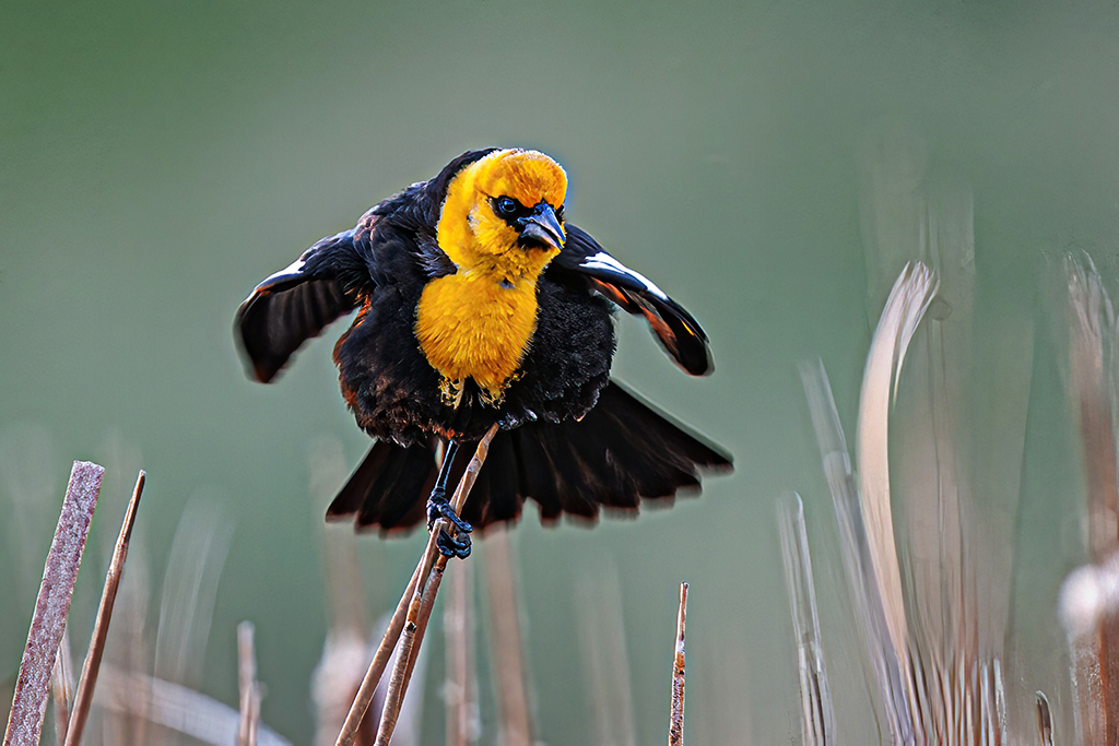 Yellow Head Blackbird by Bruce Benson