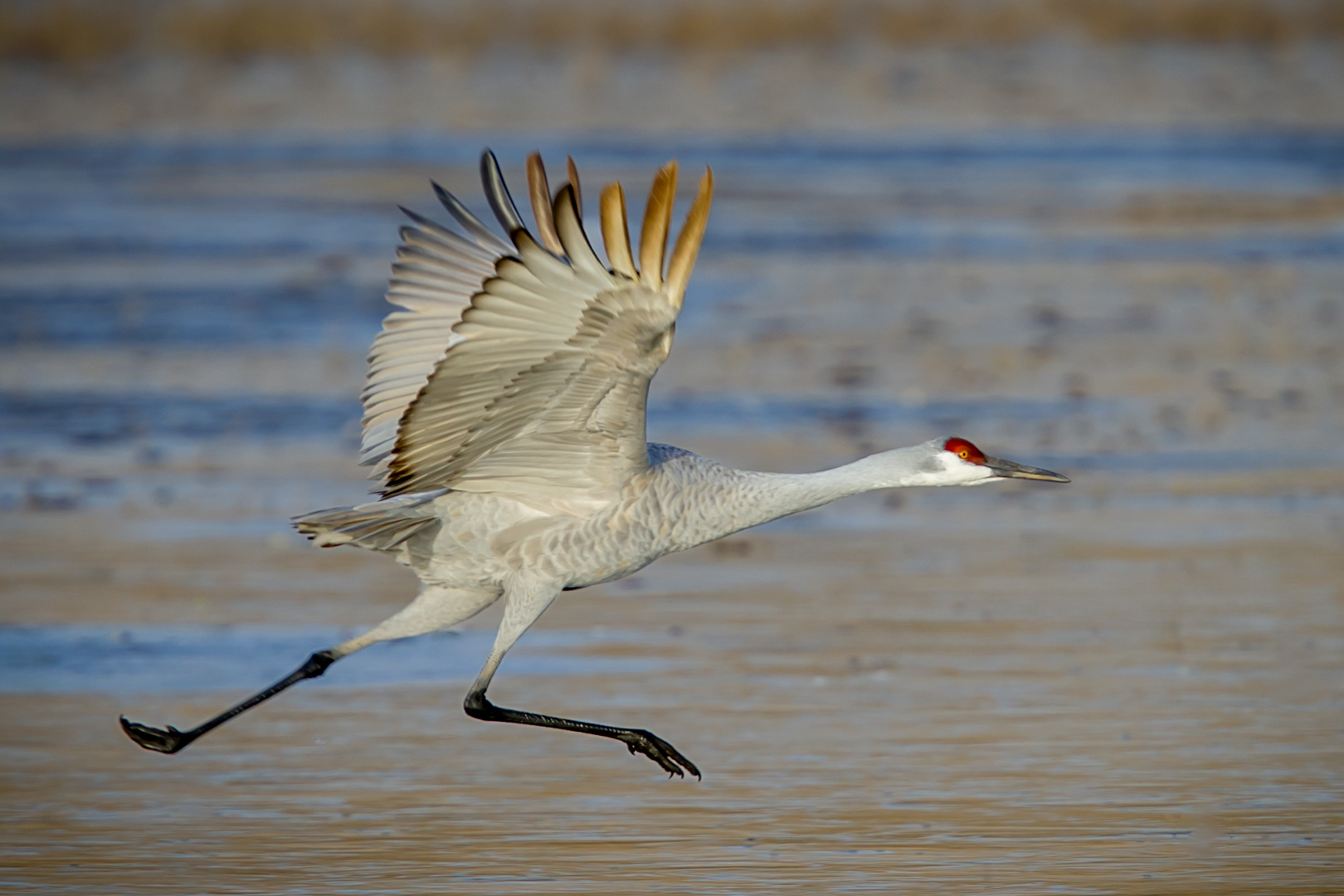 Sandhill Take Off by Bruce Benson