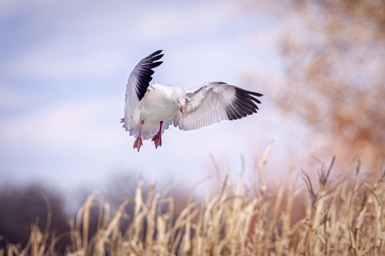 Snow Goose Landing