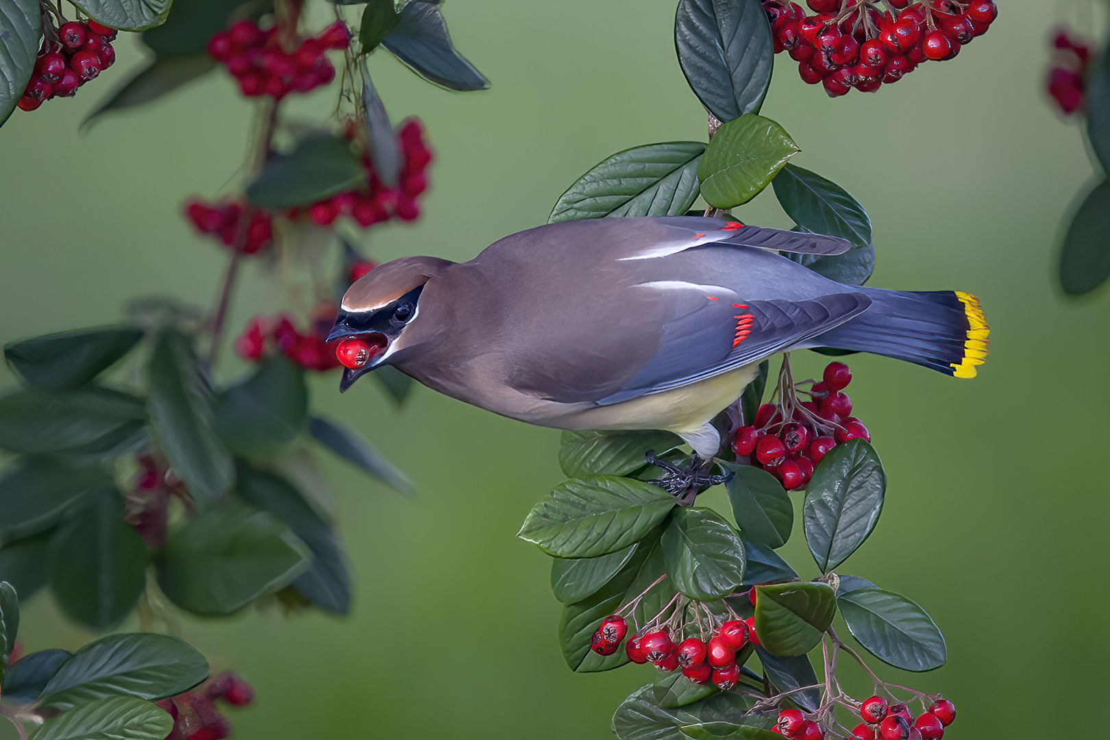 Cedar Waxing by Bruce Benson