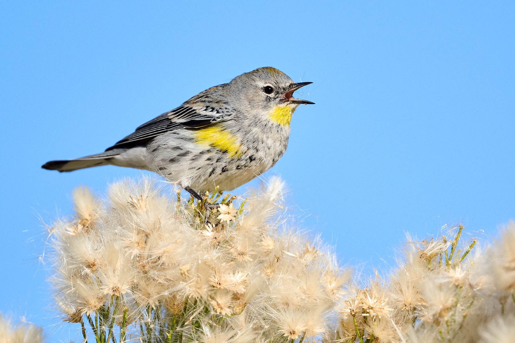 Butterbutt In Broom by Cindy Marple