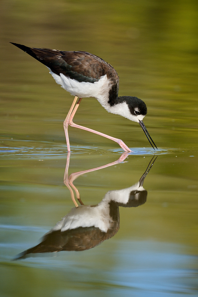 Stilt Reflecting by Cindy Marple