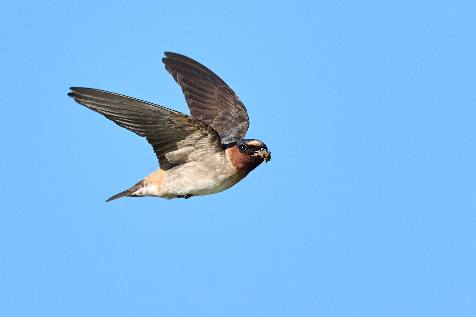 Building Material by Cindy Marple