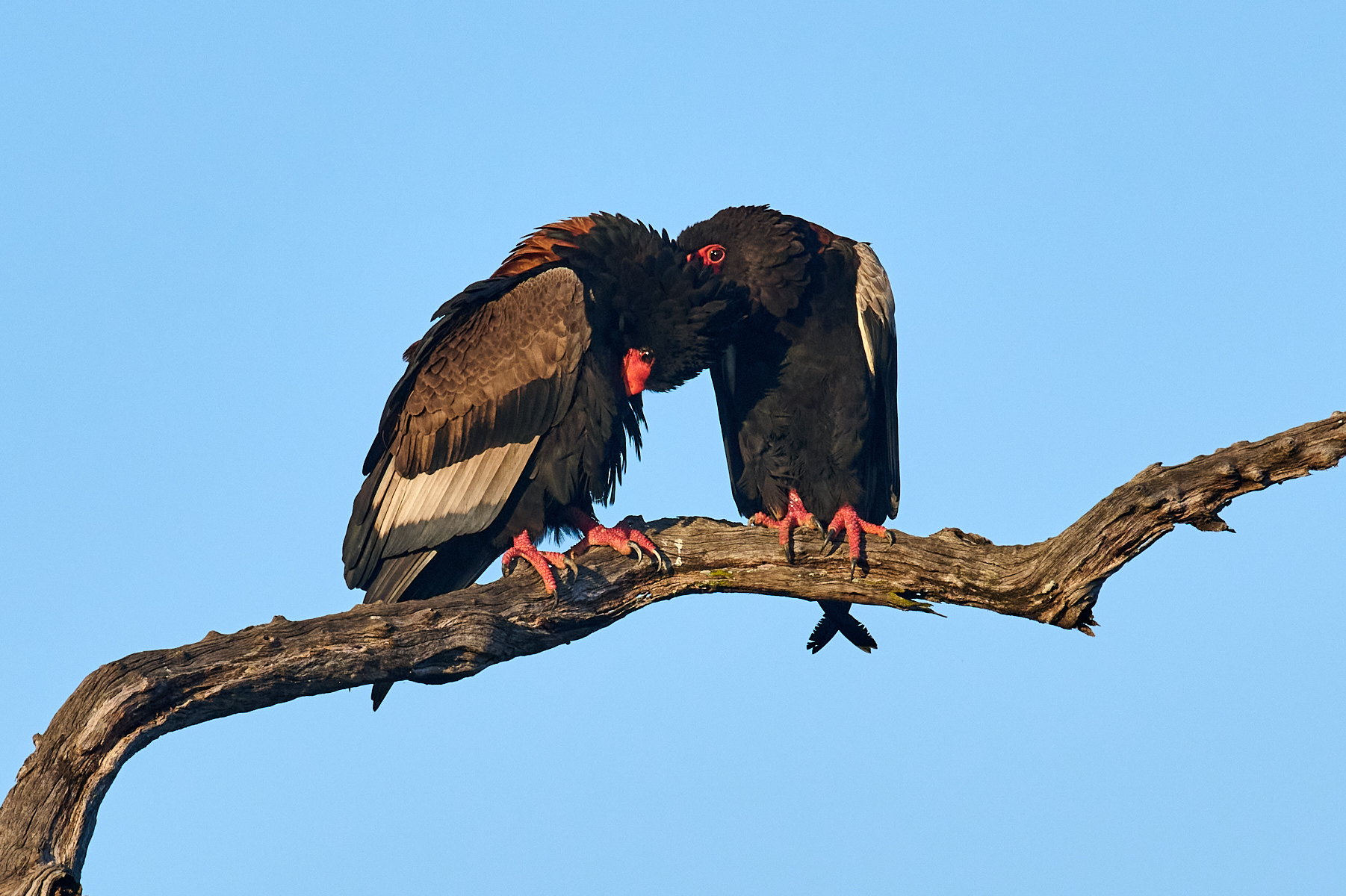 Bateleur Eagles by Cindy Marple