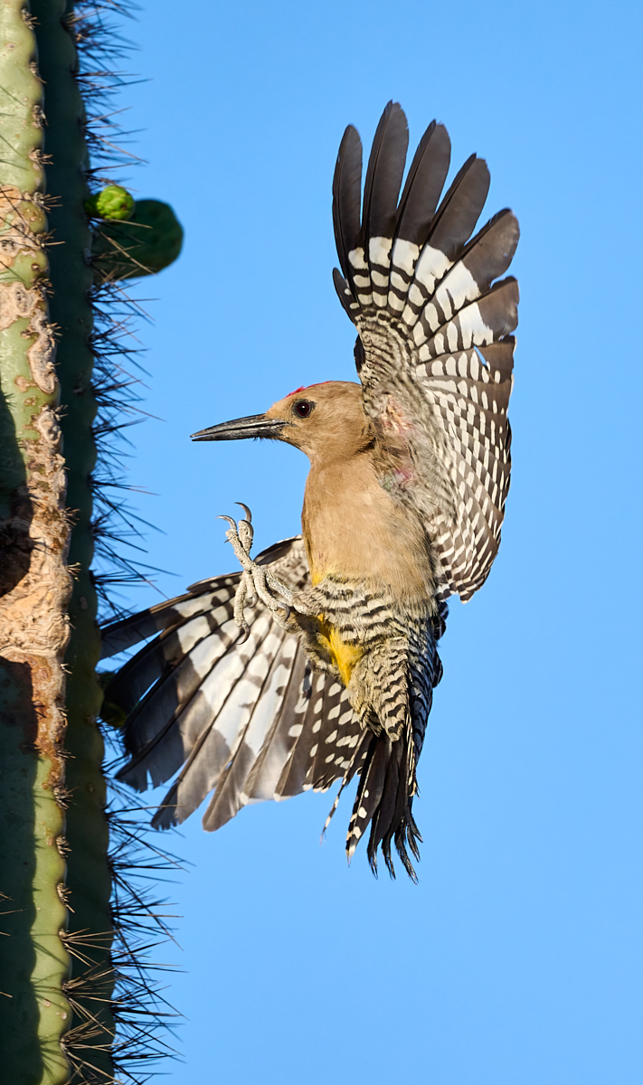 Gila Landing by Cindy Marple