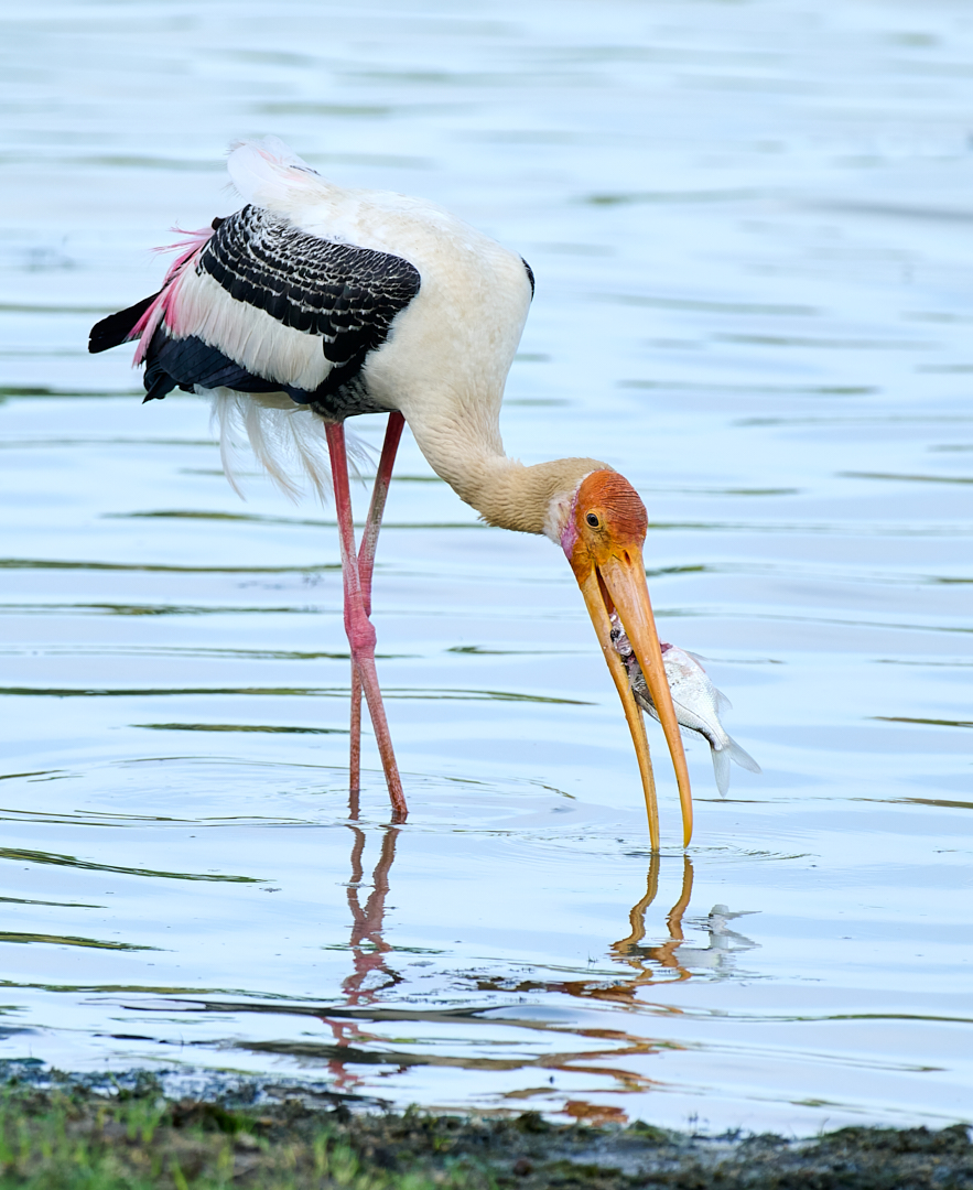 Painted Stork