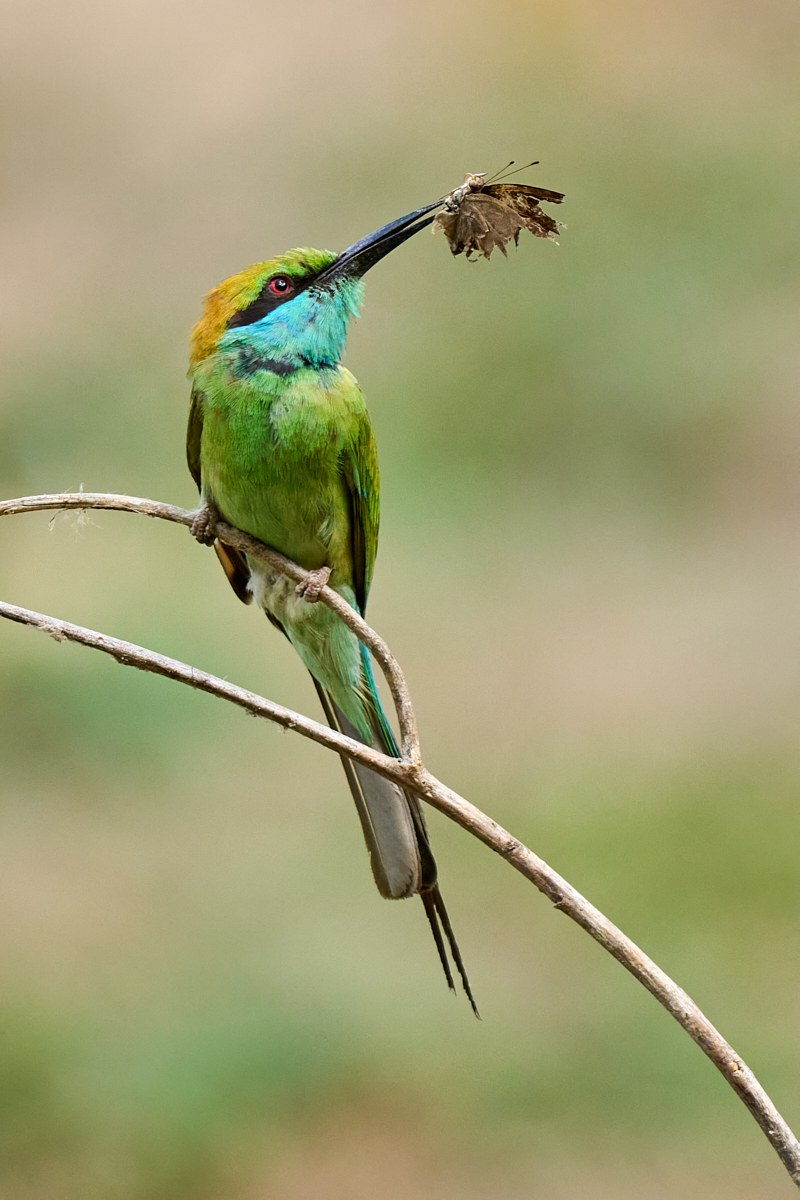 Green Bee-eater by Cindy Marple