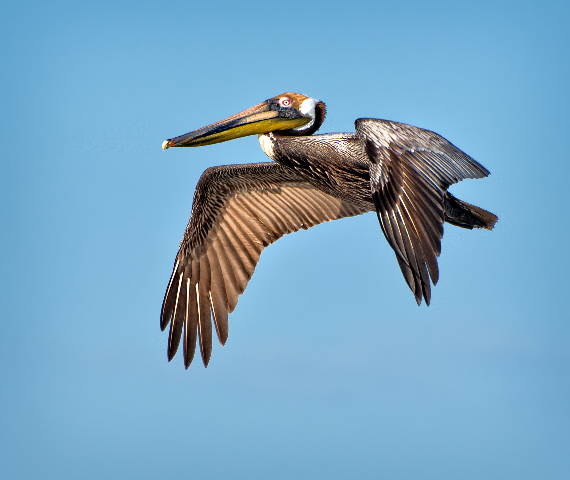 Pelican by Jerry Biddlecom