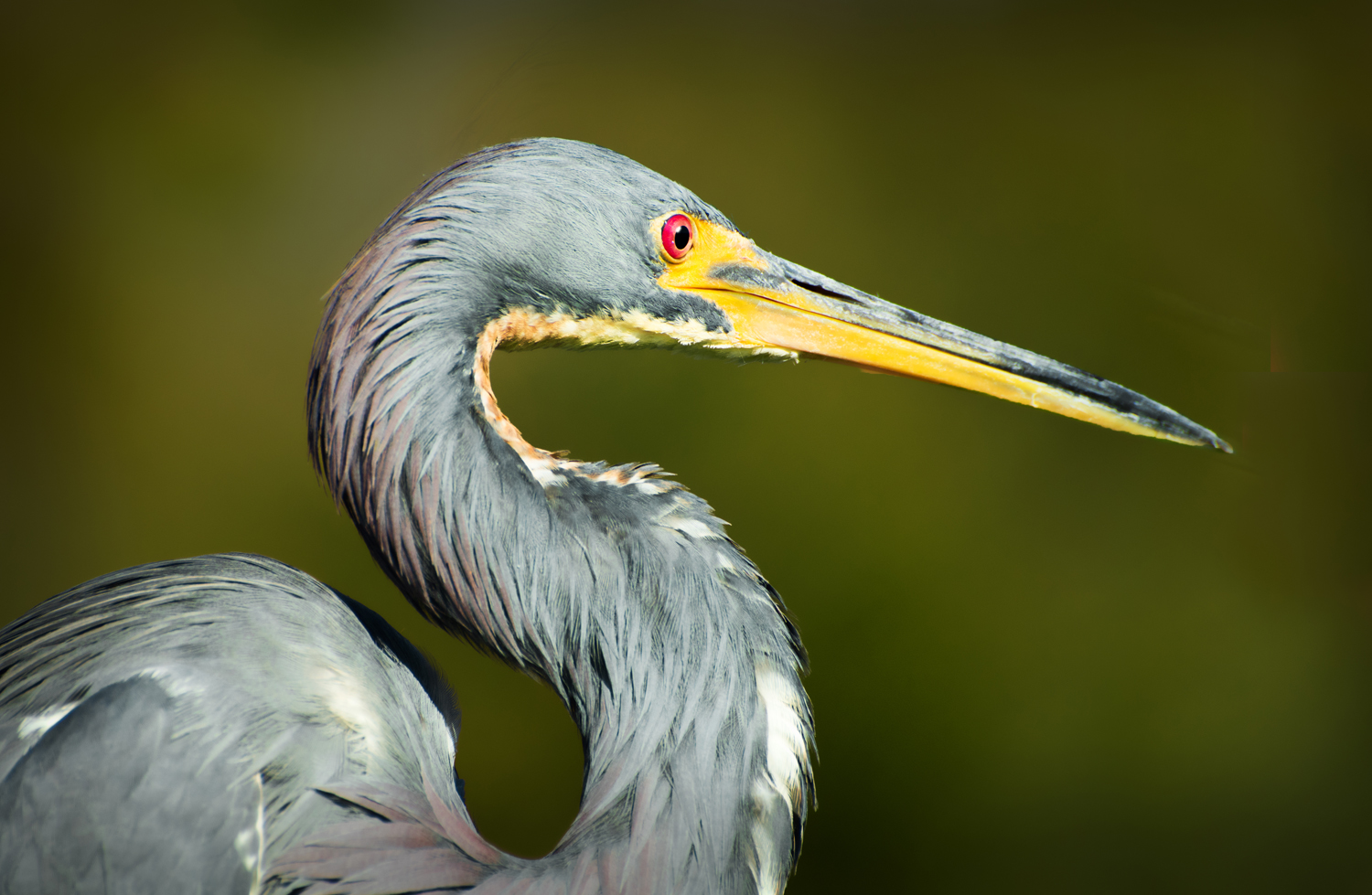 Heron Profile