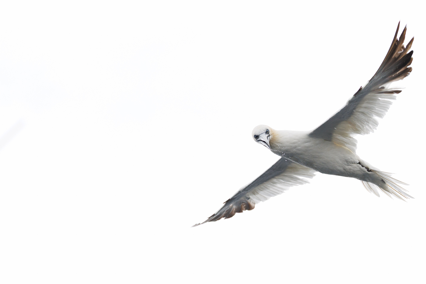 December 2025 - Maria Mazo, PPSA