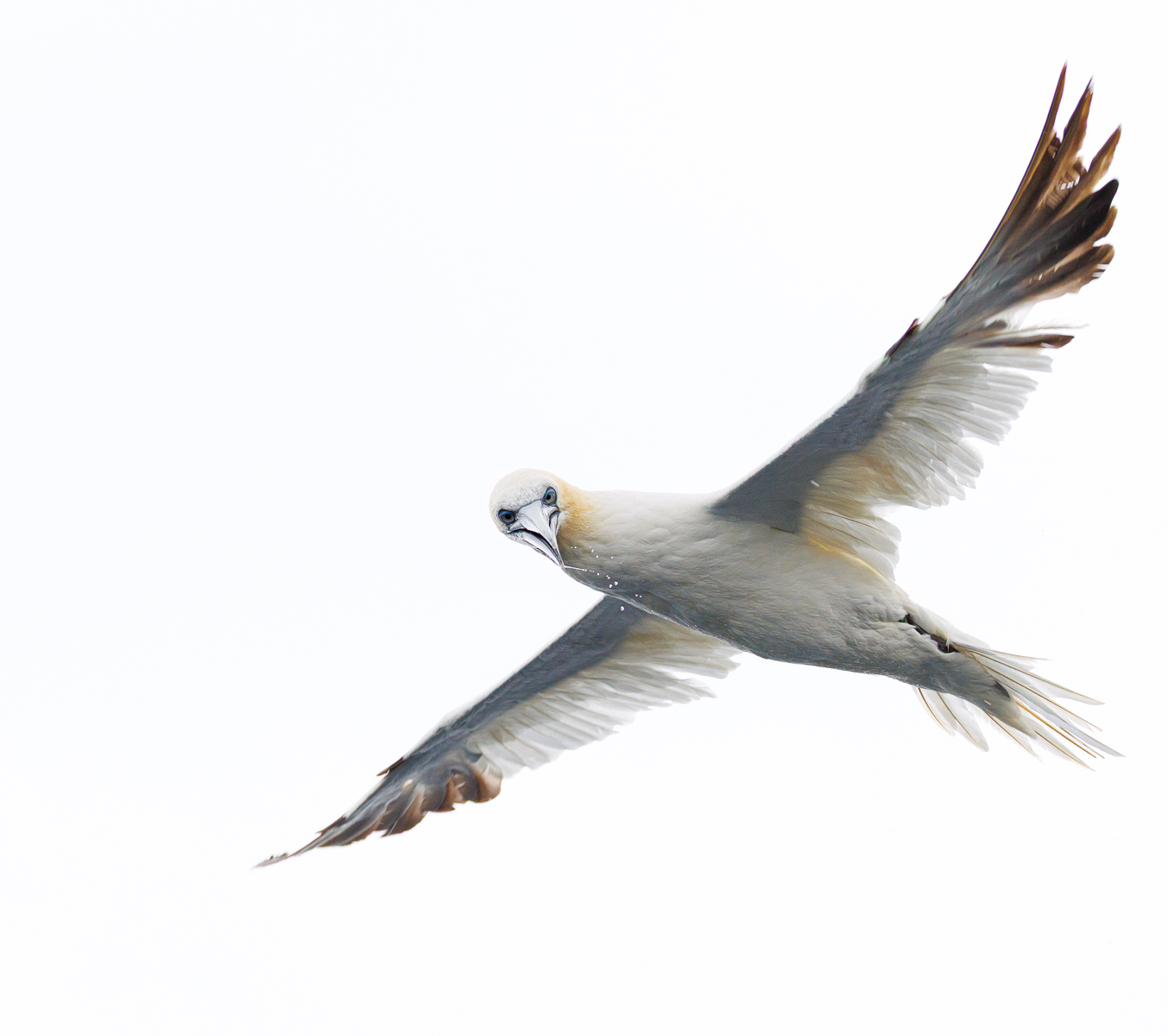 Gannet by Maria Mazo