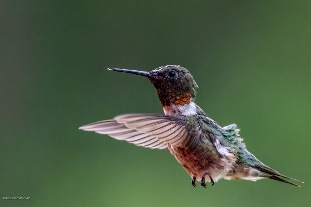 Hummer by Steve Cole