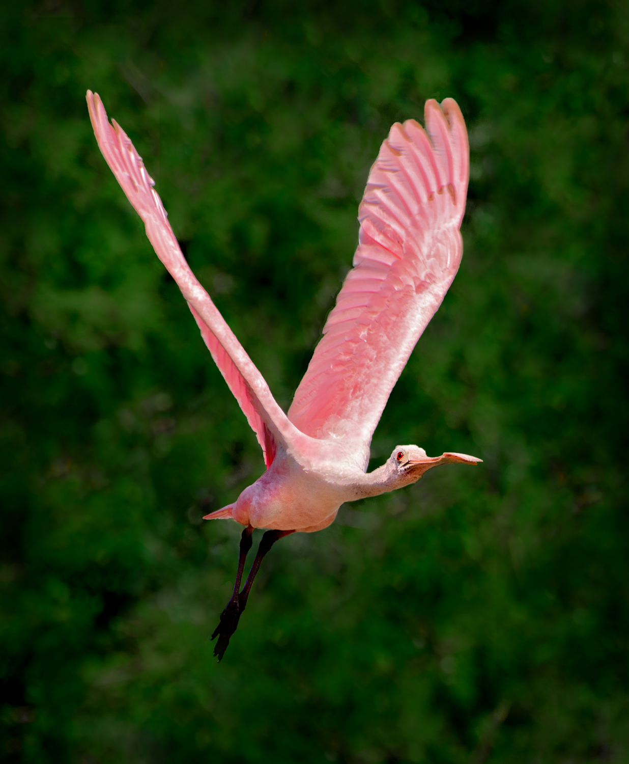 Spoonbill Approach by Jerry Biddlecom