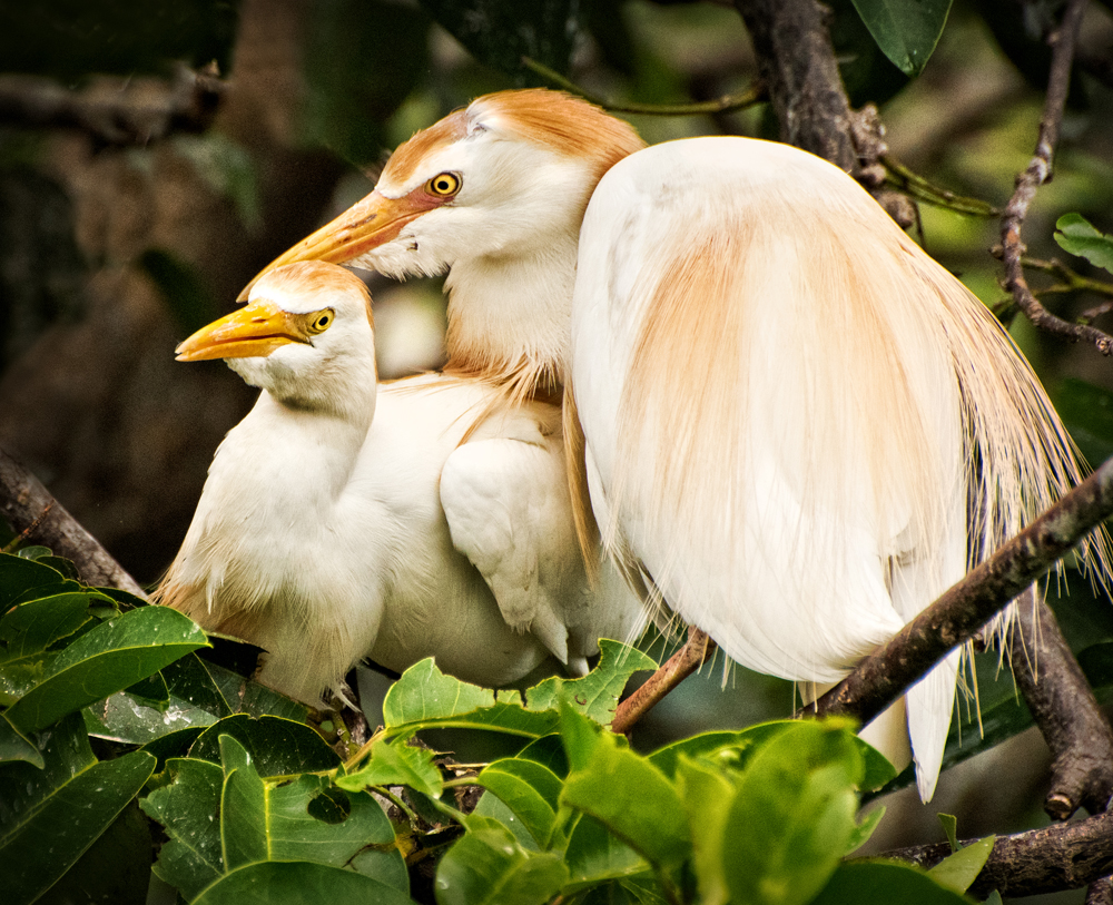 Egret Snuggle    by Jerry Biddlecom