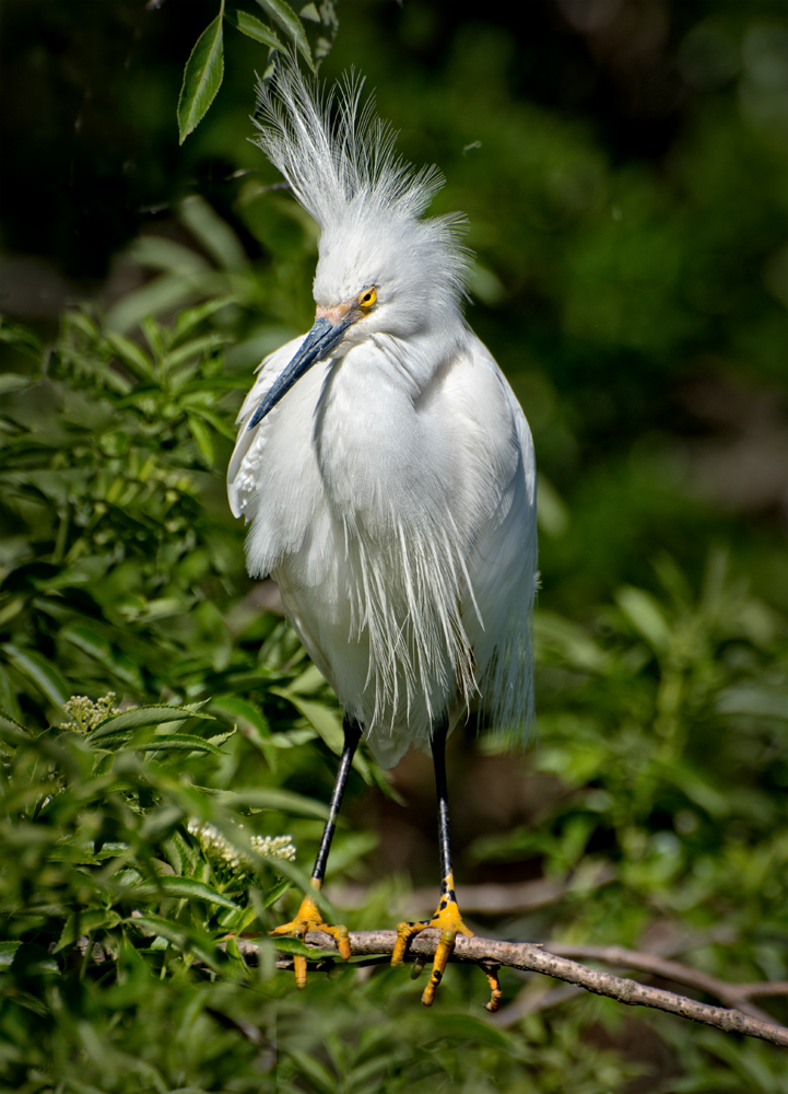 Egret With Plumage by Jerry Biddlecom