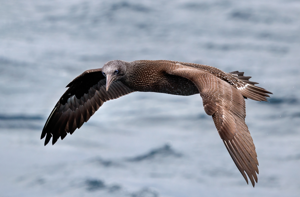 Juvenile Albatross