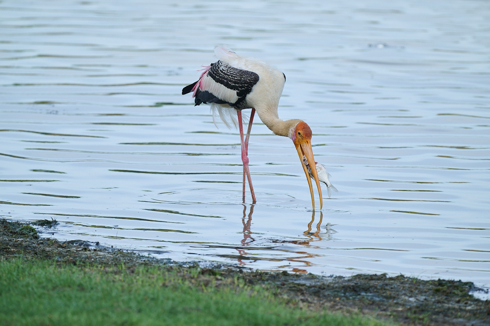 November 2025 - Cindy Marple