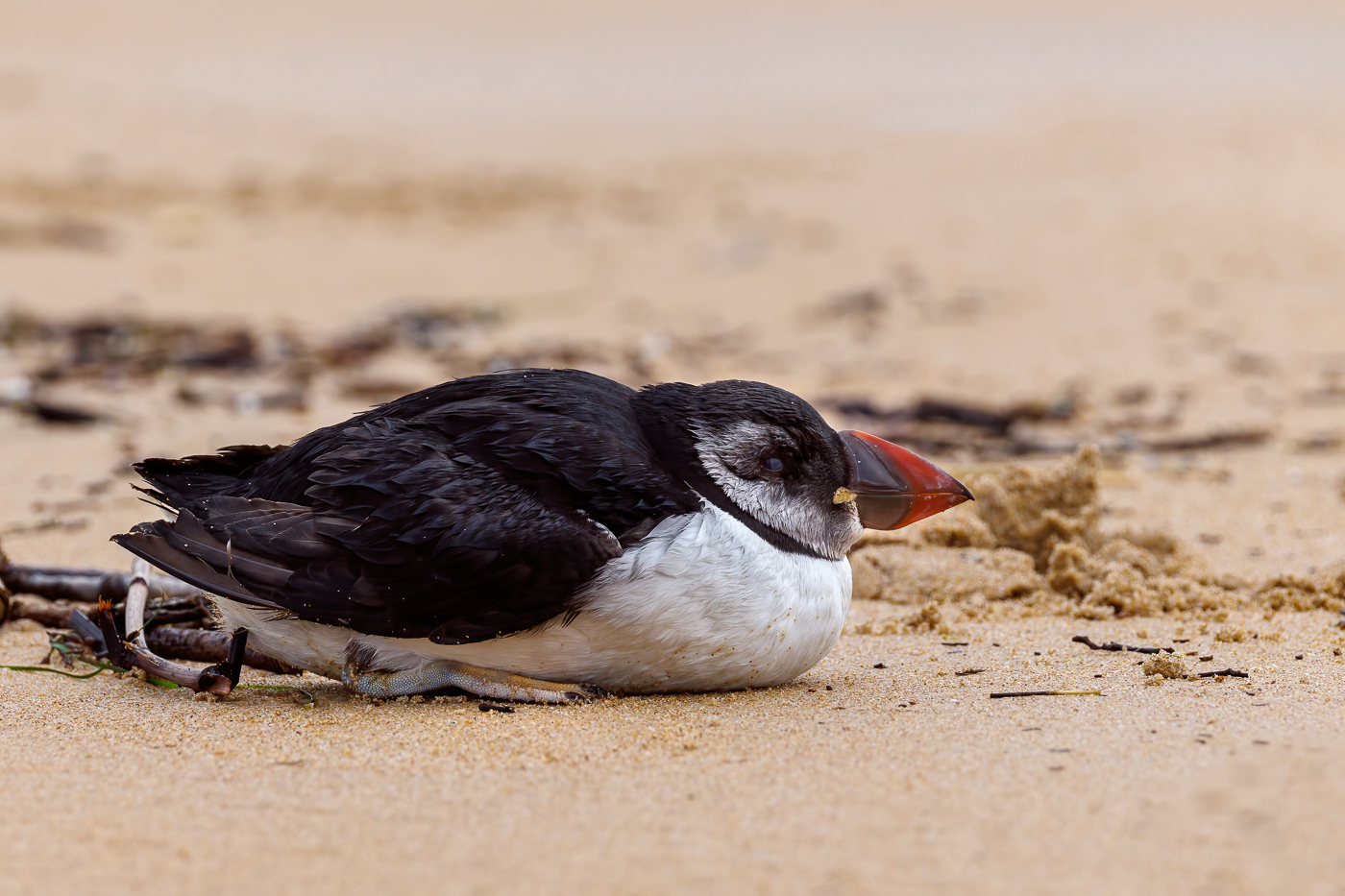 Puffin by Maria Mazo