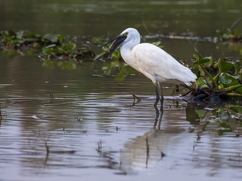 Little Egret Consuming Fish